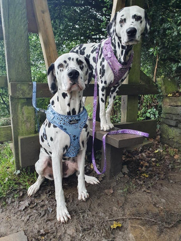 Pawsome Paws Boutique Dog Harness - Arctic Leopard